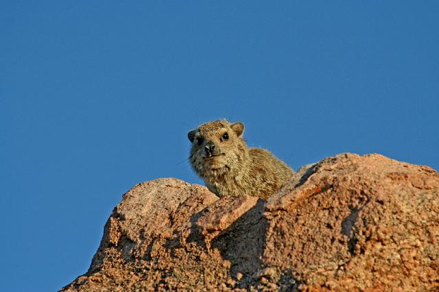 124 Twijfelfontein, Damaraland, mowani mountain camp, klipdas.JPG